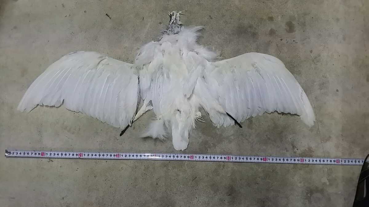 鳥の羽 フライマテリアル 擬似餌 羽 鳥の羽根 鴨 キジ 尾羽 羽根 羽毛