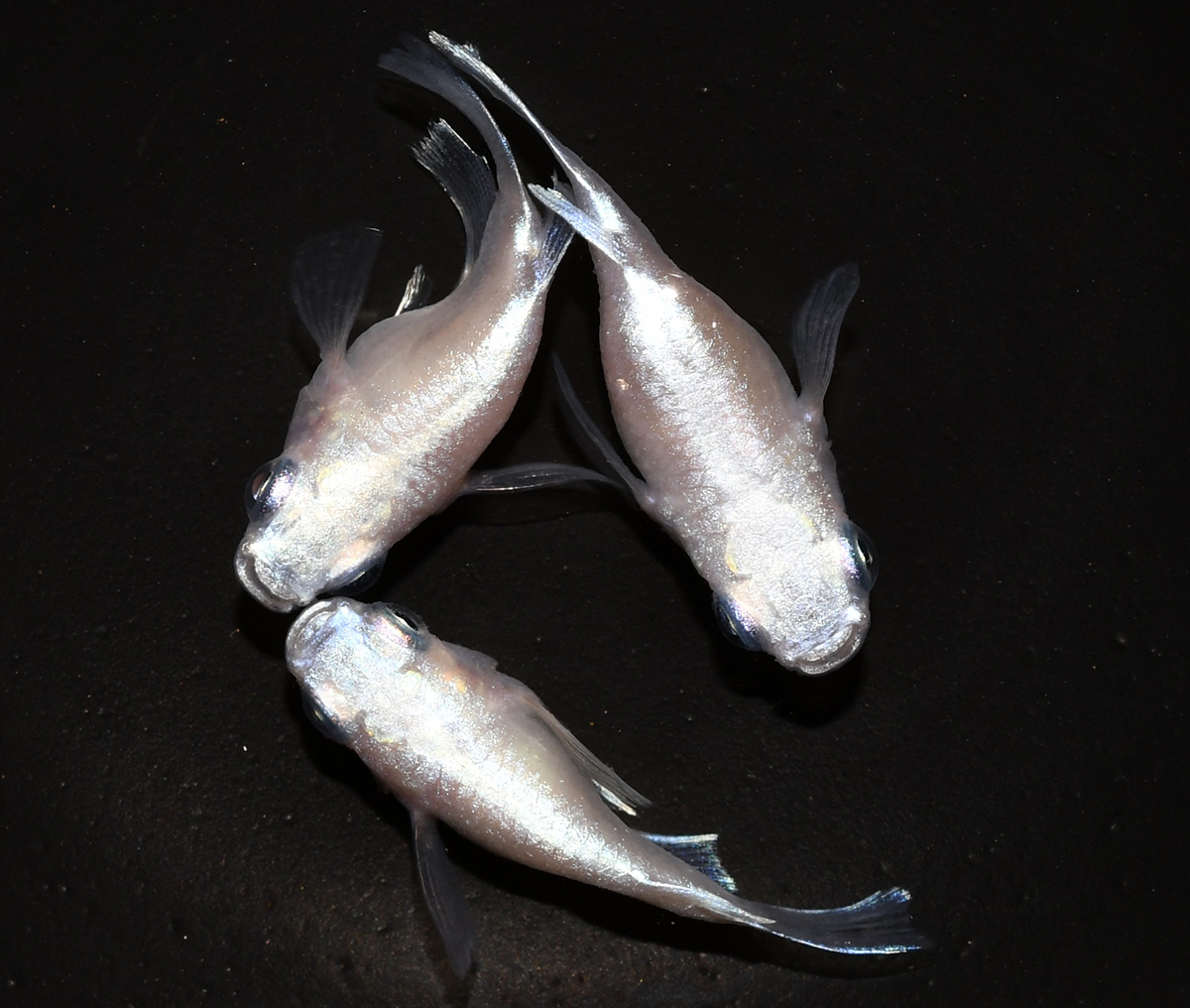 大得価，豊富な縁めだか 白幹之フルボディーダルマ ♂１♀２ X4(めだか)｜売買されたオークション情報、yahooの商品情報をアーカイブ公開 - オークファン めだか