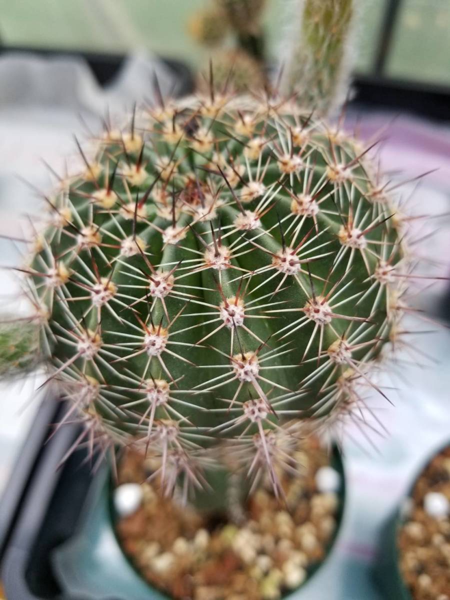 花サボテン エキノプシス 中苗 速くおよび自由な 中苗