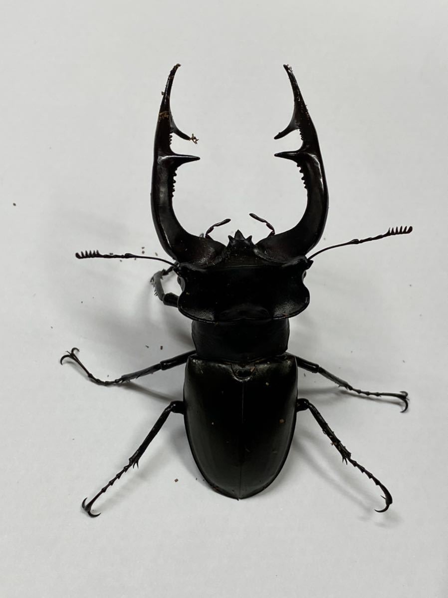 アクベシアヌスミヤマクワガタ94ミリ オス単 即ブリ アクベシアヌス