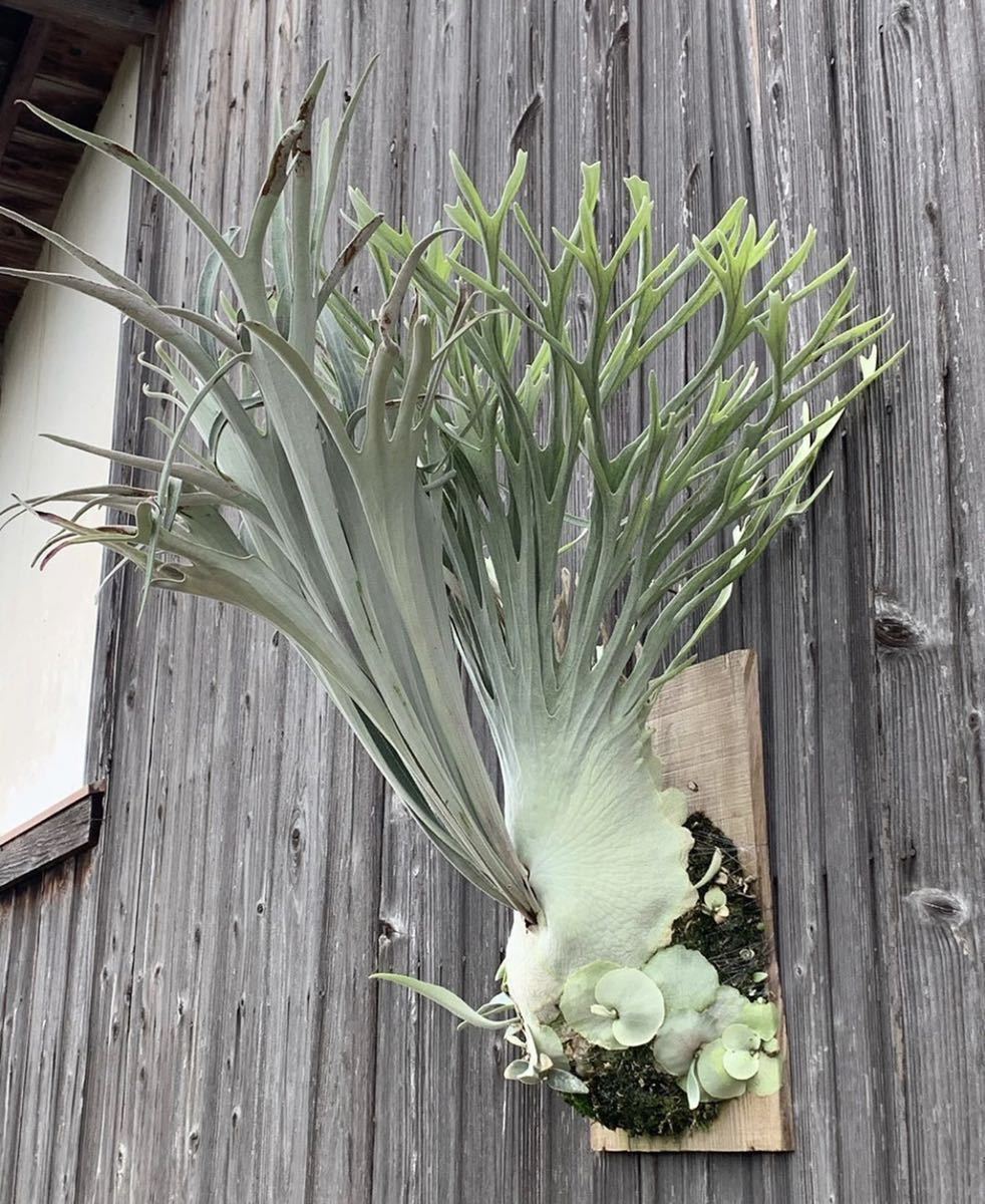 ■comolebi■ ビカクシダ platycerium コウモリラン 