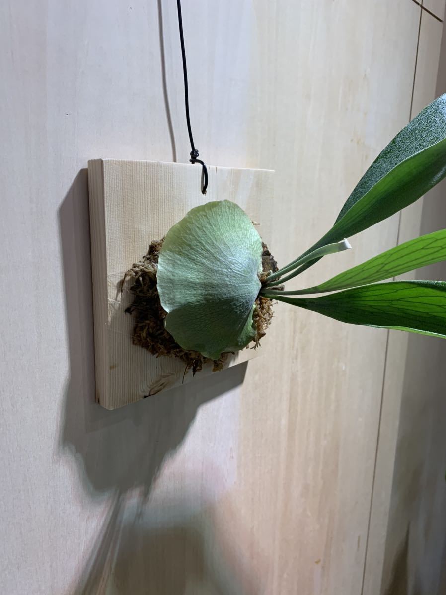 P. foongsiqi spore FSQ ビカクシダ ビカクシダ P.Foongsiqi spore FSQ ビカクシダ spore FSQ 植物④ 吊り