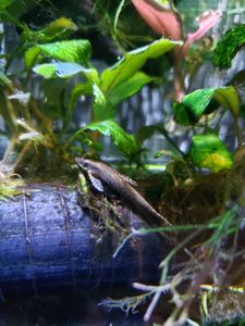 オトシンネグロの平均価格は4 303円 ヤフオク 等のオトシンネグロのオークション売買情報は40件が掲載されています