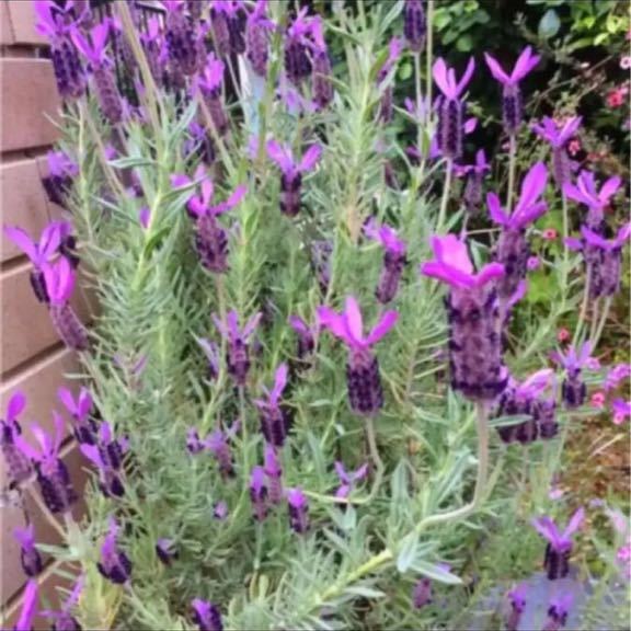 フレンチラベンダー 挿し木本 苗 売買されたオークション情報 Yahooの商品情報をアーカイブ公開 オークファン Aucfan Com