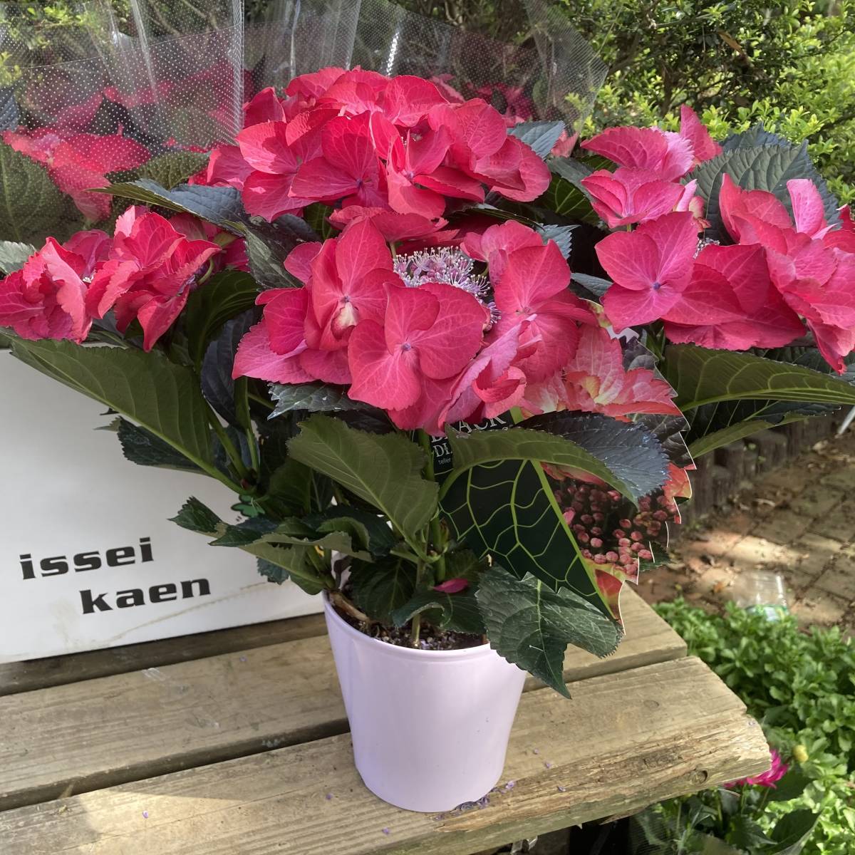 アジサイ ルシファー 5号鉢 あじさい 紫陽花 鉢植えアジサイ 黒軸あじさい 高質 あじさい