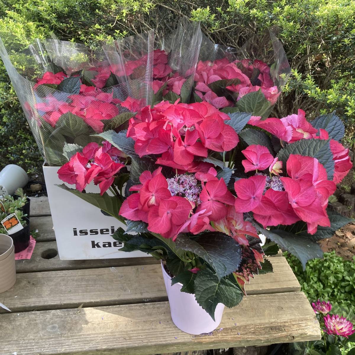 アジサイ ルシファー 5号鉢 あじさい 紫陽花 鉢植えアジサイ 黒軸あじさい 高質 あじさい