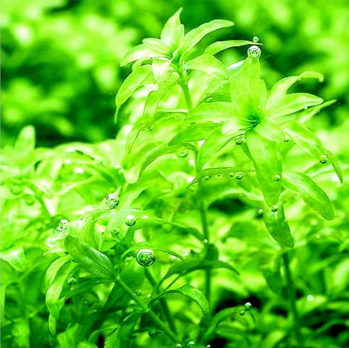 パールグラス【無農薬】50本お得パック!!_1