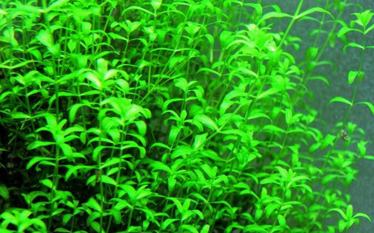 パールグラス【無農薬】50本お得パック!!_2