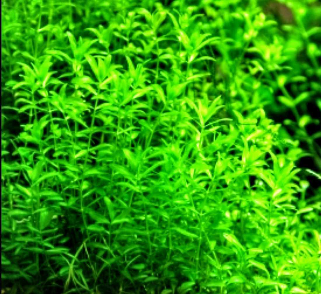 パールグラス【無農薬】50本お得パック!!_3