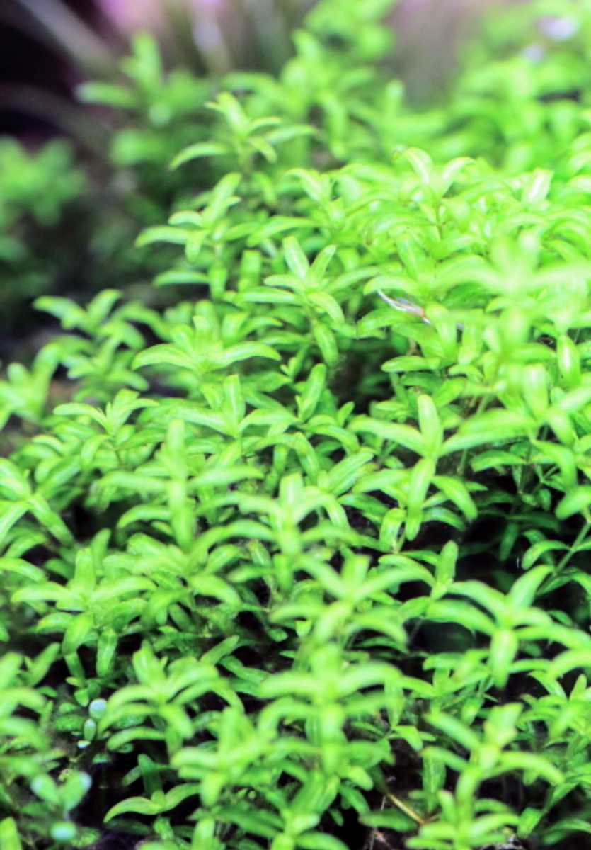 パールグラス【無農薬】50本お得パック!!_4