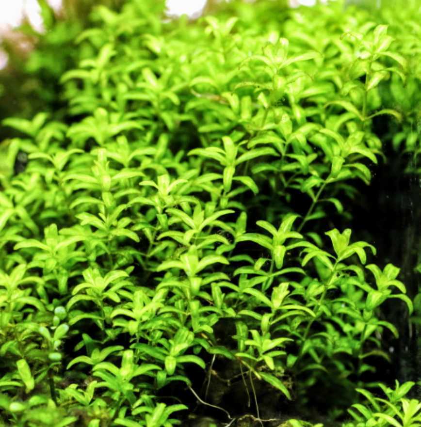 パールグラス【無農薬】50本お得パック!!_5