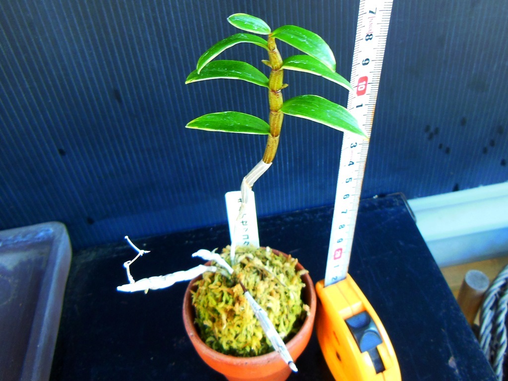 長生蘭 セッコク 種 キバナのセッコク 白覆輪 花芽付き ラン 売買されたオークション情報 Yahooの商品情報をアーカイブ公開 オークファン Aucfan Com 長生蘭 セッコク 種 キバナのセッコク 白覆輪 花芽付き ラン 売買されたオークション情報 Yahooの商品情報をアーカイブ公開 オークファン Aucfan Com