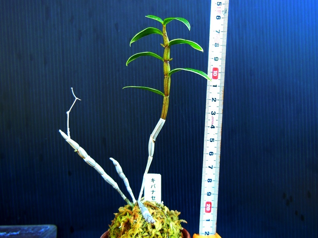 長生蘭 セッコク 種 キバナのセッコク 白覆輪 花芽付き ラン 売買されたオークション情報 Yahooの商品情報をアーカイブ公開 オークファン Aucfan Com 長生蘭 セッコク 種 キバナのセッコク 白覆輪 花芽付き ラン 売買されたオークション情報 Yahooの商品情報をアーカイブ公開 オークファン Aucfan Com