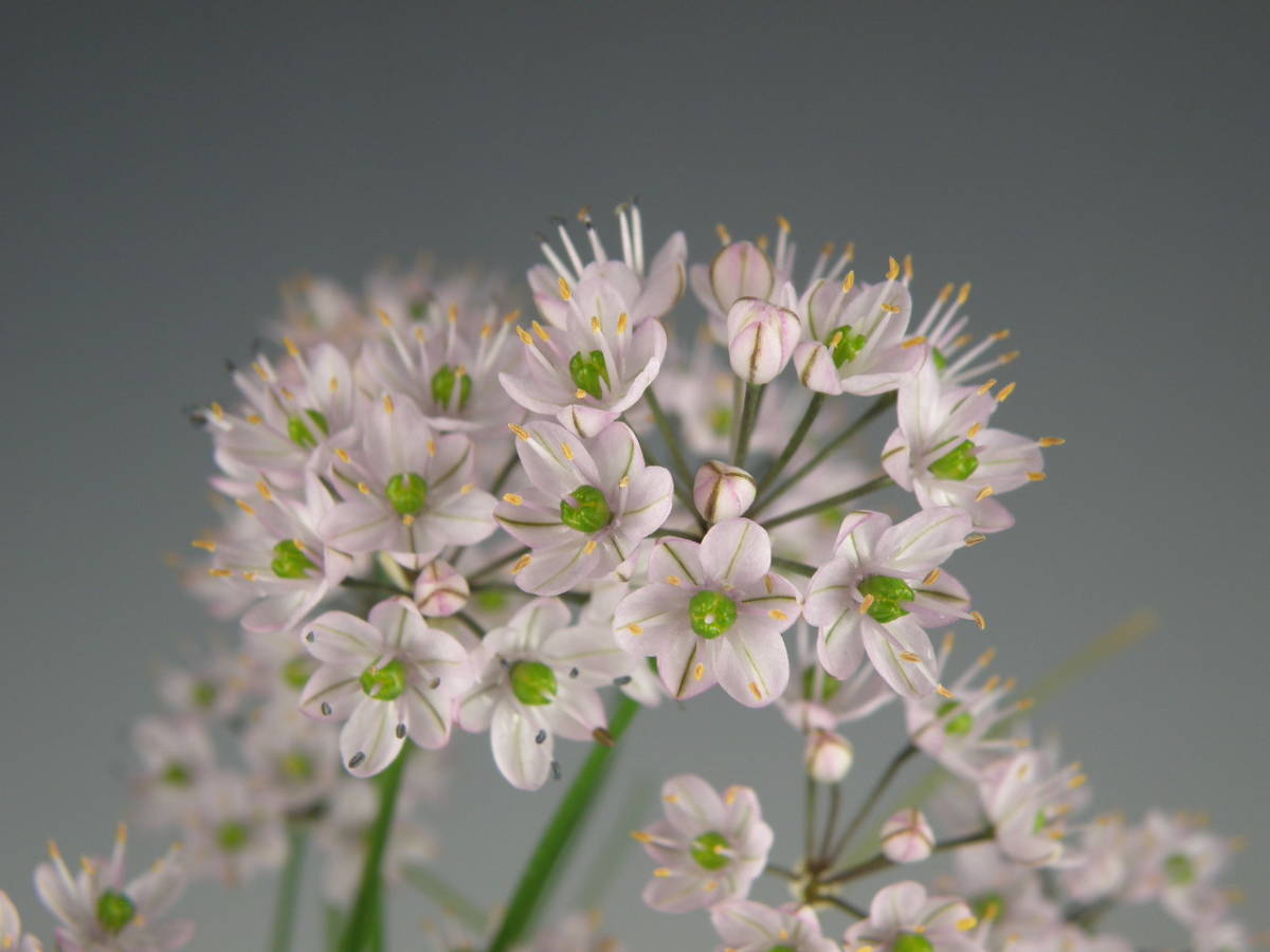 西表イトラッキョウ 栽培増殖品 山野草 花 野生ラン 花 売買されたオークション情報 Yahooの商品情報をアーカイブ公開 オークファン Aucfan Com