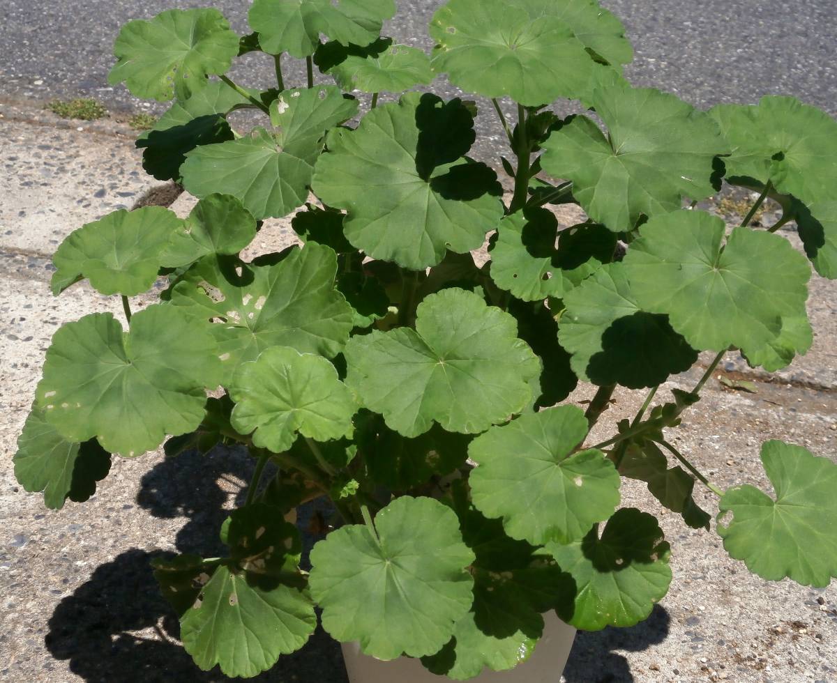 ゼラニウム　ミスターレン大株_1