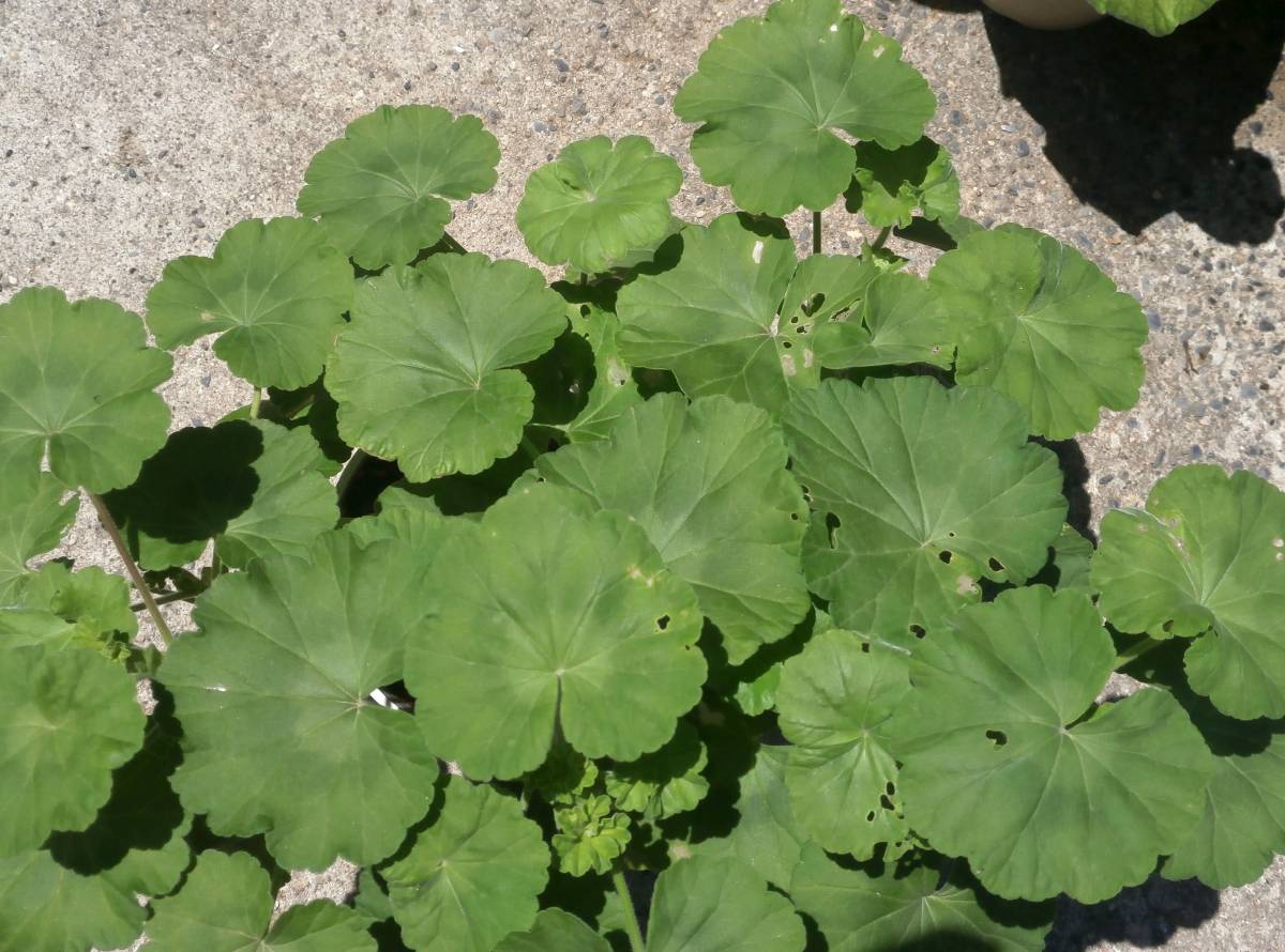 ゼラニウム　ミスターレン大株_2