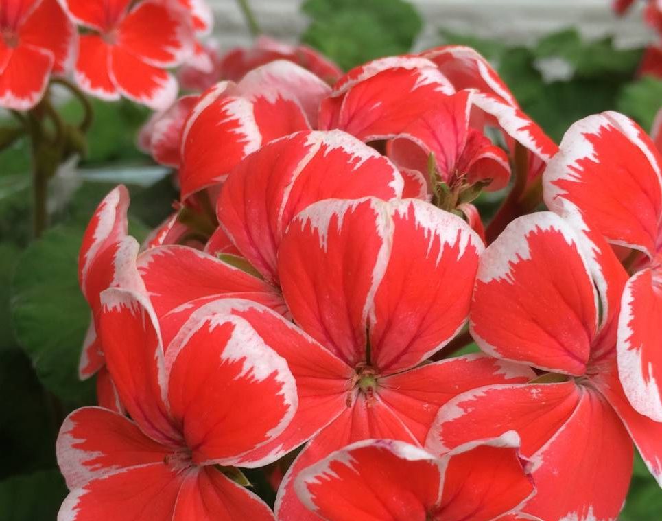 ゼラニウム　ミスターレン大株_3