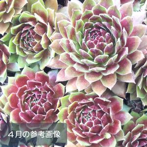 ヤフオク の花 園芸 センペルの相場 価格を見る 2ページ目 ヤフオク のセンペルのオークションの花 園芸売買情報は1 074件が掲載されています