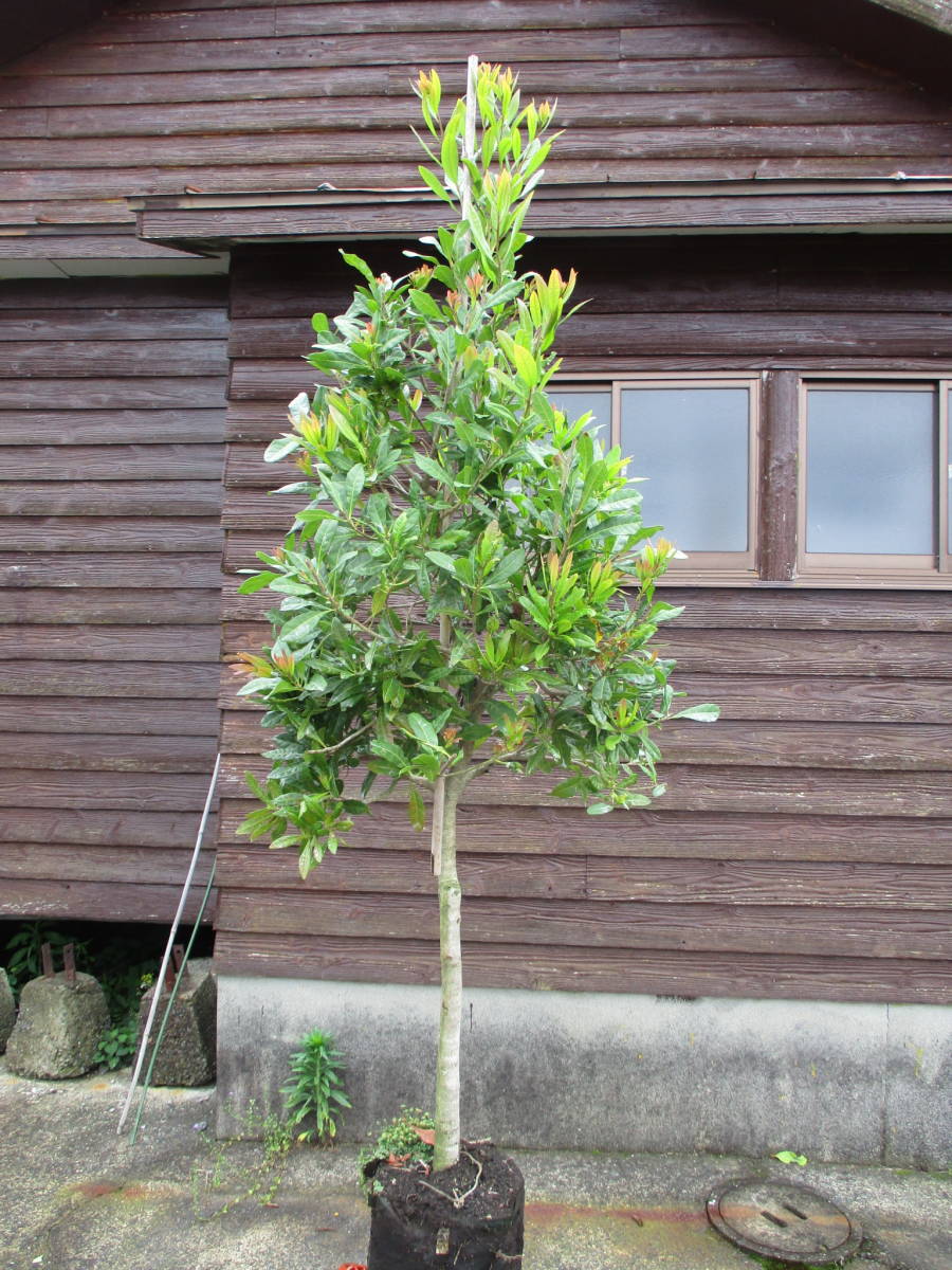 11 30迄 今年最後の激安祭 常緑果樹 ヤマモモ ｈ1 9m 大 3 植木 庭木 売買されたオークション情報 Yahooの商品情報をアーカイブ公開 オークファン Aucfan Com