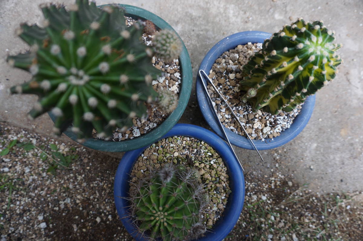 花サボテン3個、7㎝～10㎝程度（短毛丸、世界の図、日章旗系）_1