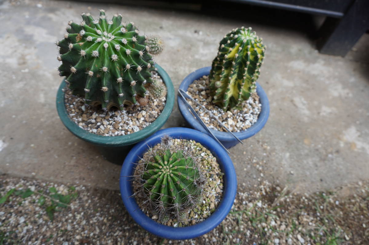 花サボテン3個、7㎝～10㎝程度（短毛丸、世界の図、日章旗系）_2