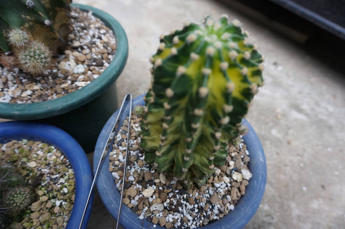 花サボテン3個、7㎝～10㎝程度（短毛丸、世界の図、日章旗系）_3