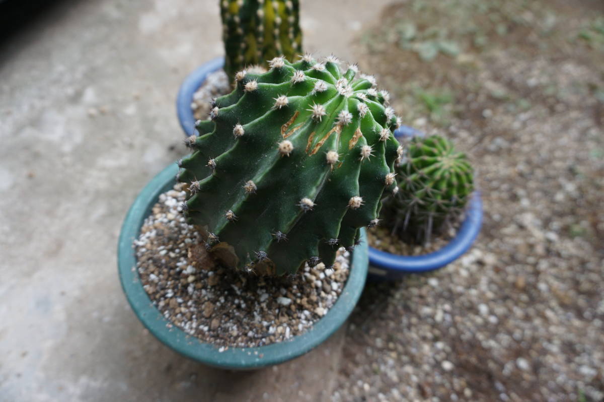 花サボテン3個、7㎝～10㎝程度（短毛丸、世界の図、日章旗系）_4