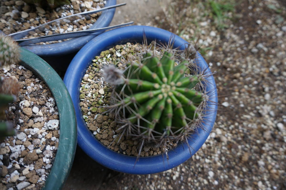 花サボテン3個、7㎝～10㎝程度（短毛丸、世界の図、日章旗系）_5