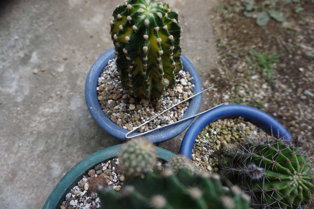 花サボテン3個、7㎝～10㎝程度（短毛丸、世界の図、日章旗系）_6