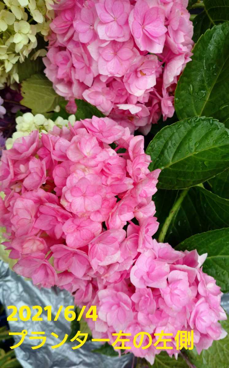 品種不明 可愛い 紫陽花 アジサイ あじさい 挿し木苗 挿し穂苗 二本 来期用 アジサイ 売買されたオークション情報 Yahooの商品情報をアーカイブ公開 オークファン Aucfan Com