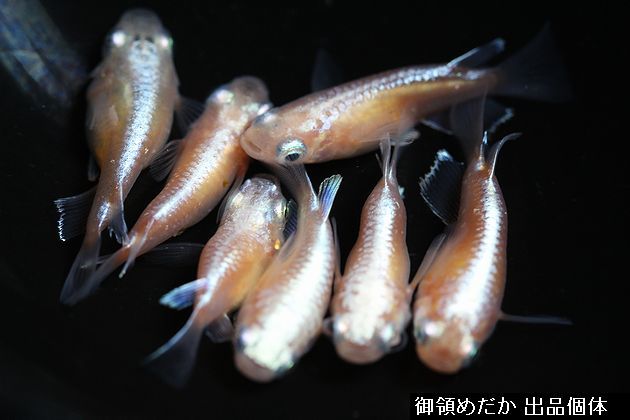 ブロンズメダカ 種親(極上メス4、上物オス2) ＋オマケ30匹 ◇