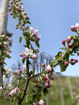 りんごの花 つぼみ 風景 画像データ フリー素材 写真 データ 商用利用ok 1円 素材 即対応可 画像データ 売買されたオークション情報 Yahooの商品情報をアーカイブ公開 オークファン Aucfan Com