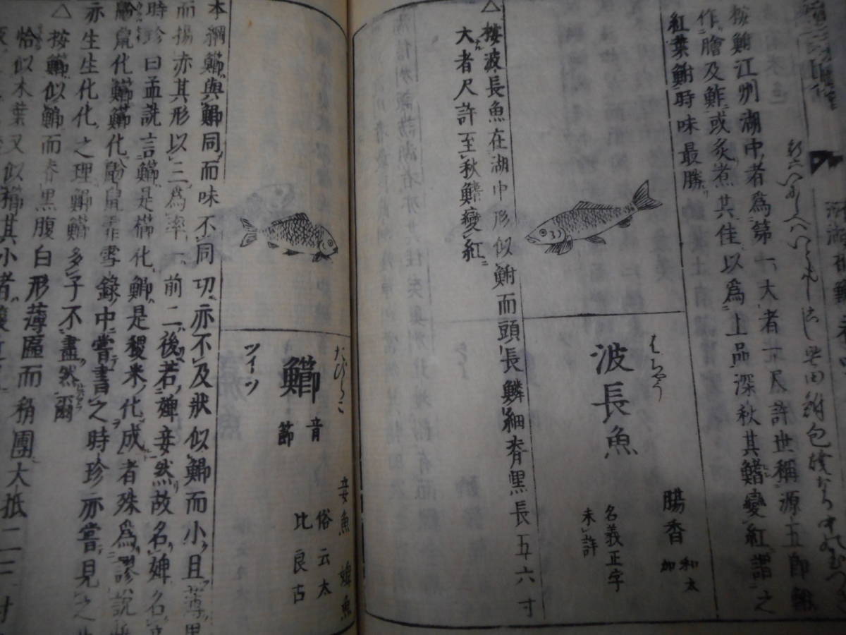 アンティーク 江戸期和本1715 正徳5 年『和漢三才図会 河湖有鱗魚 江海 