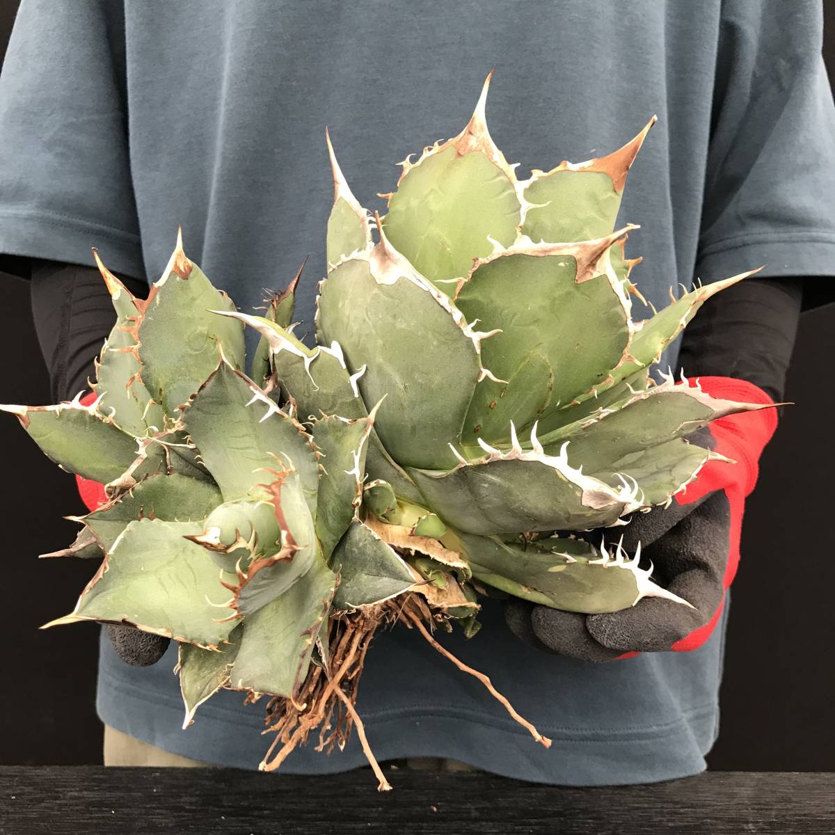 titanota TITANOTA アガベ AGAVE | 強棘 美まん丸 ボールタイプ アガベ