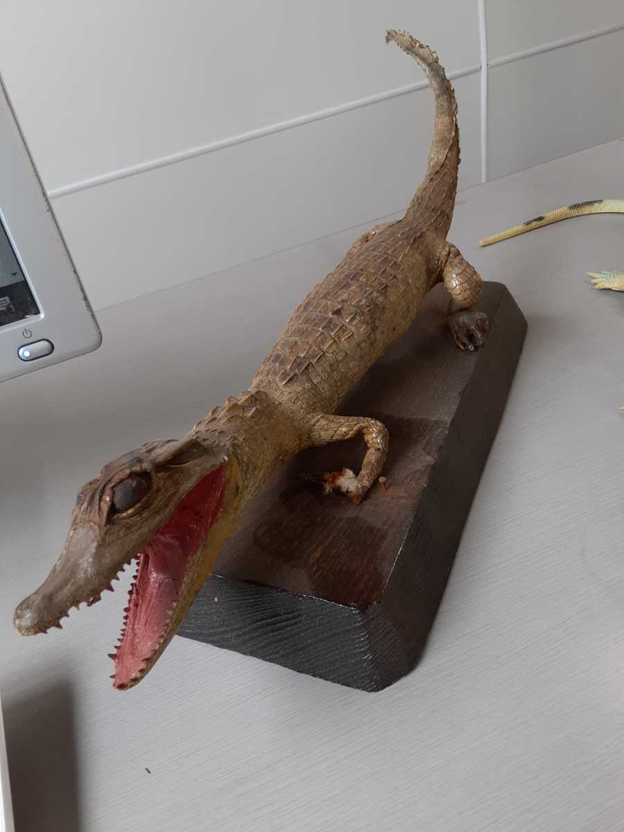 置物1 フィギュア まとめて 置物 動物 鳥 生き物 ワニ カメ トカゲ カブトムシ 鶏 インテリア おもちゃ 爬虫類 昆虫 虫等 生き物 売買されたオークション情報 Yahooの商品情報をアーカイブ公開 オークファン Aucfan Com