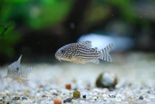 コリドラス ステルバイのヤフオク の相場 価格を見る ヤフオク のコリドラス ステルバイのオークション売買情報は10件が掲載されています