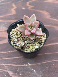 多肉 ピーチ姫のヤフオク の相場 価格を見る ヤフオク の多肉 ピーチ姫のオークション売買情報は4件が掲載されています