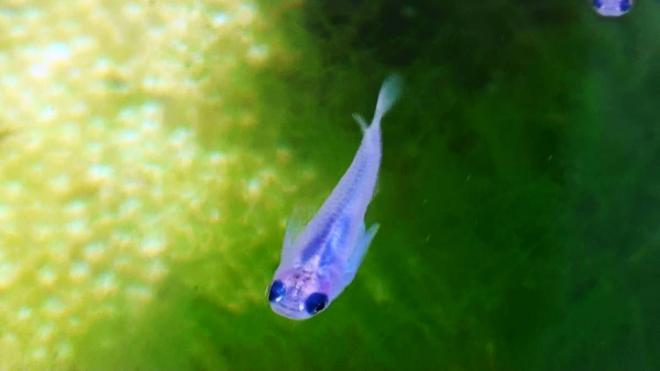 評価記念 限定 ブルーアイメダカの卵４０個 めだか 売買されたオークション情報 Yahooの商品情報をアーカイブ公開 オークファン Aucfan Com