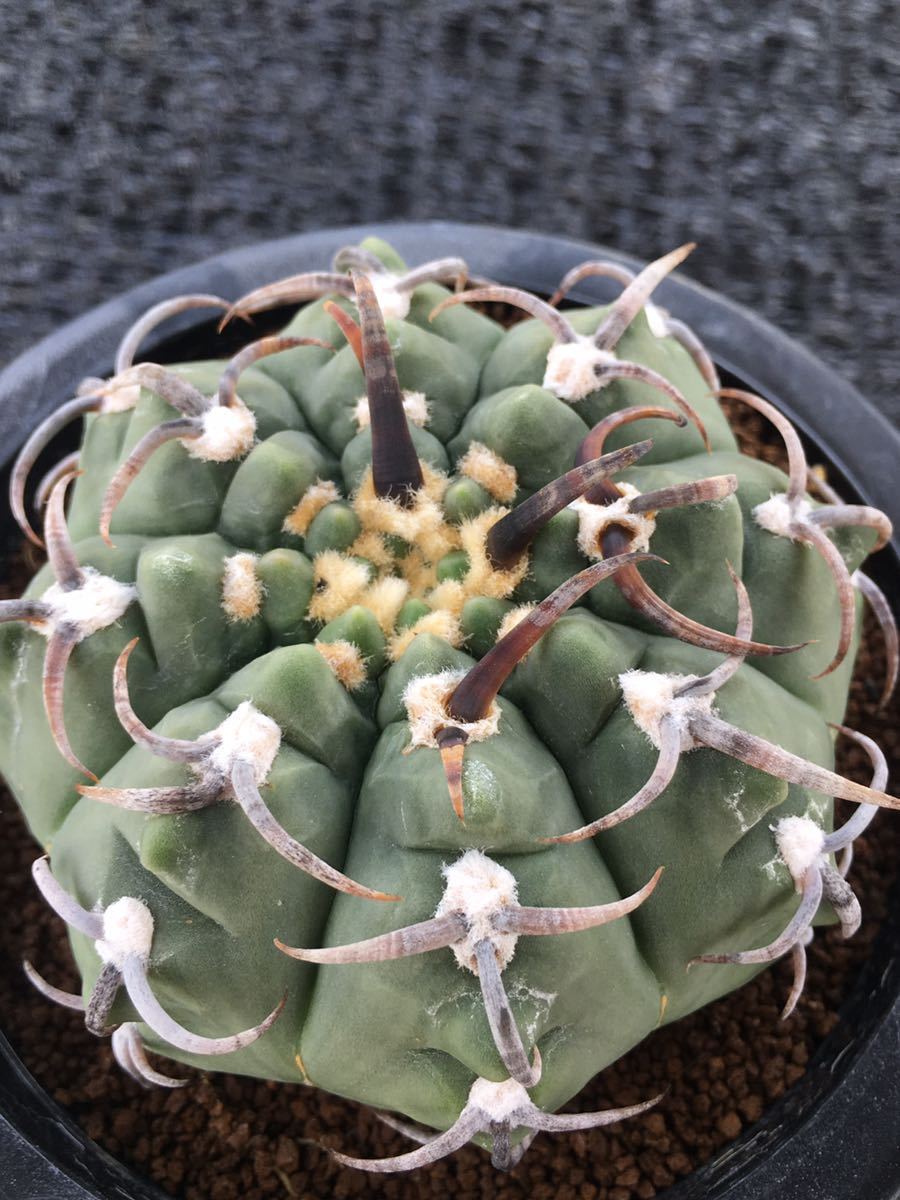 サボテン 多肉植物 （5#） スーパー バッテリー 実生 ギムノカリキウム