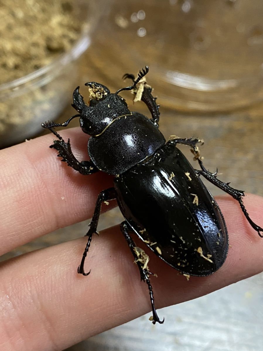 ミヤマクワガタ 特大72mmup メス特大38mm ペア 国産 売買されたオークション情報 Yahooの商品情報をアーカイブ公開 オークファン Aucfan Com