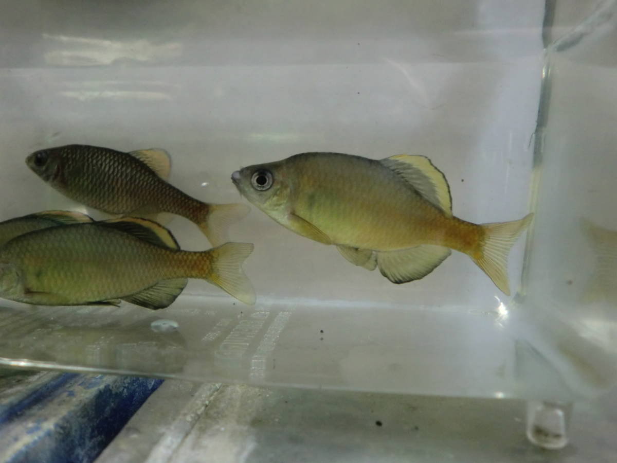 チョウセンボテ養殖目測3～4ｃｍ前後5ペア