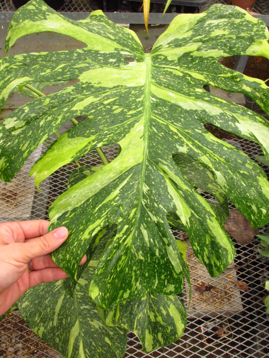 モンステラ デリシオーサ アルティメット Monstera Deliciosa Ultimate 画像1 ２参考 その他 売買されたオークション情報 Yahooの商品情報をアーカイブ公開 オークファン Aucfan Com
