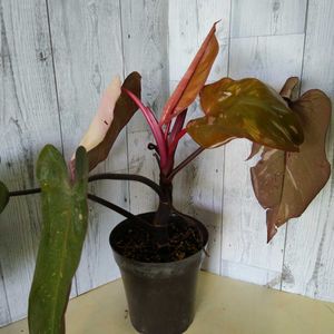 シンゴニウムのヤフオク の相場 価格を見る ヤフオク のシンゴニウムのオークション売買情報は171件が掲載されています