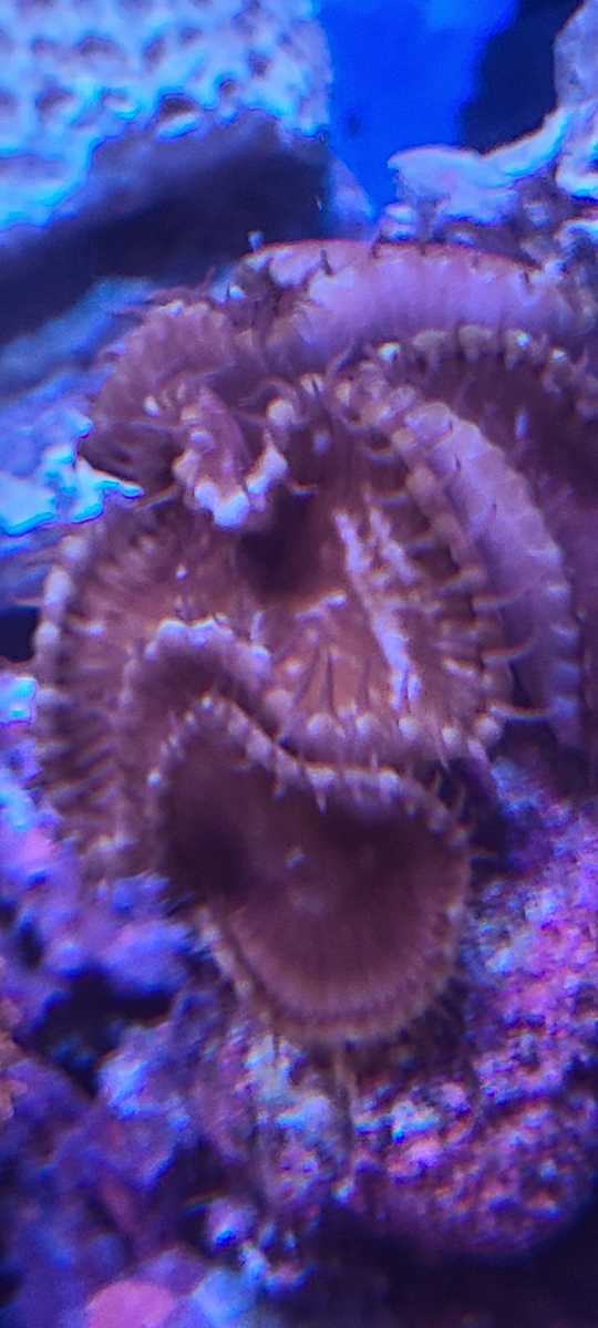 ソフトコーラル - コーラルアクアティック