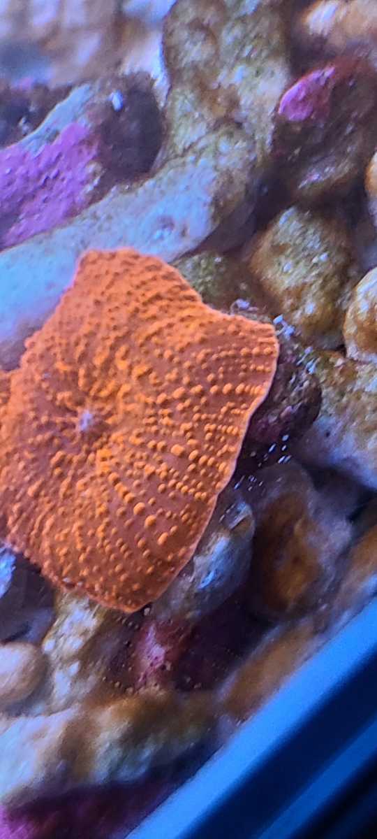 ソフトコーラル - コーラルアクアティック