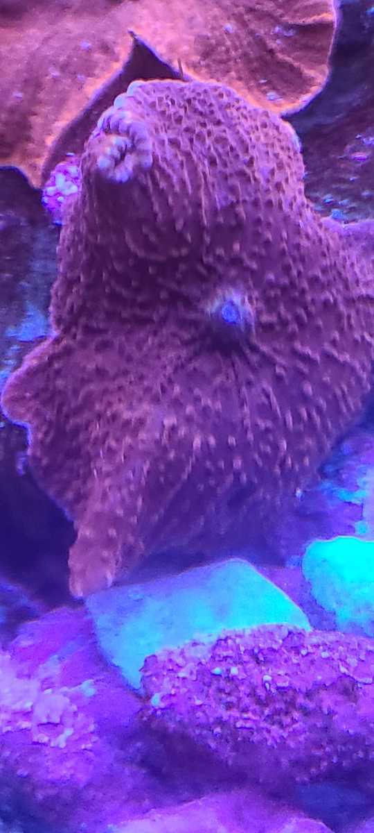 ソフトコーラル - コーラルアクアティック