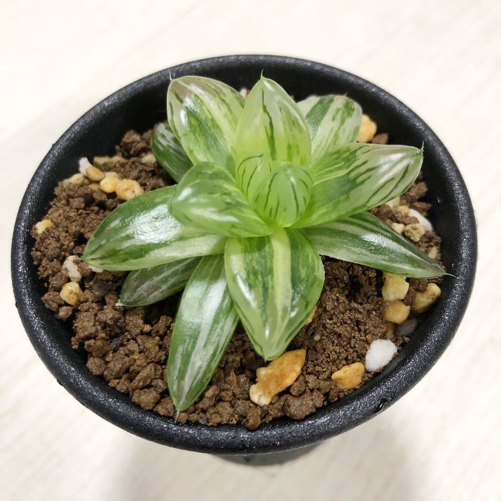 カタログ外カラー ブラックオブツーサ錦 繁殖苗 多肉植物 ハオルチア 名入無料送料無料 植物 観葉植物 Rustavi Gov Ge