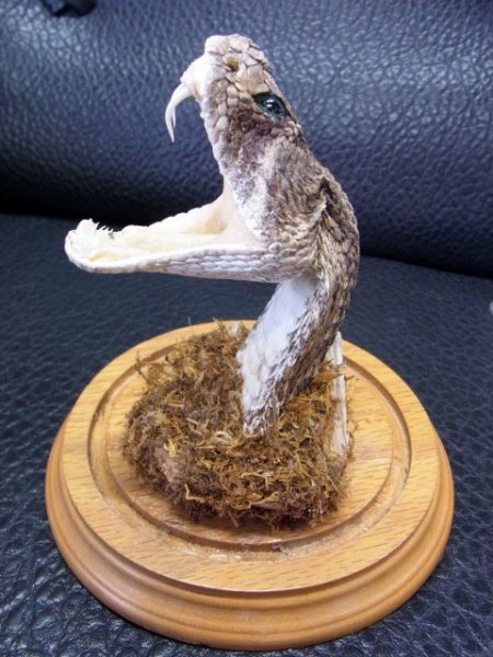 貝殻標本 オウサマダカラガイ 貝殻標本 オウサマダカラガイ 貝殻標本