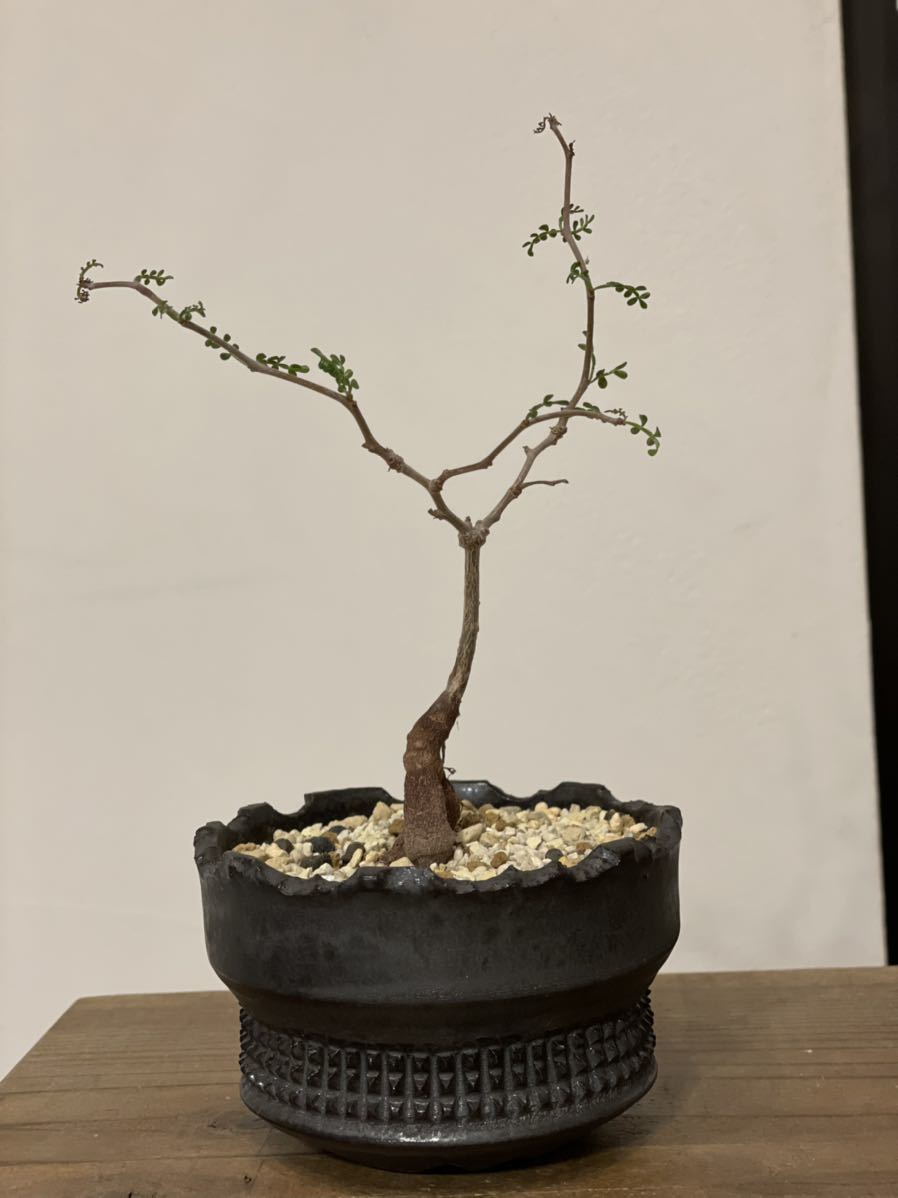 新品 内田裕太 Yuta Uchida BLACK RUST pot 鉢 ポット EARNEST HEARTS