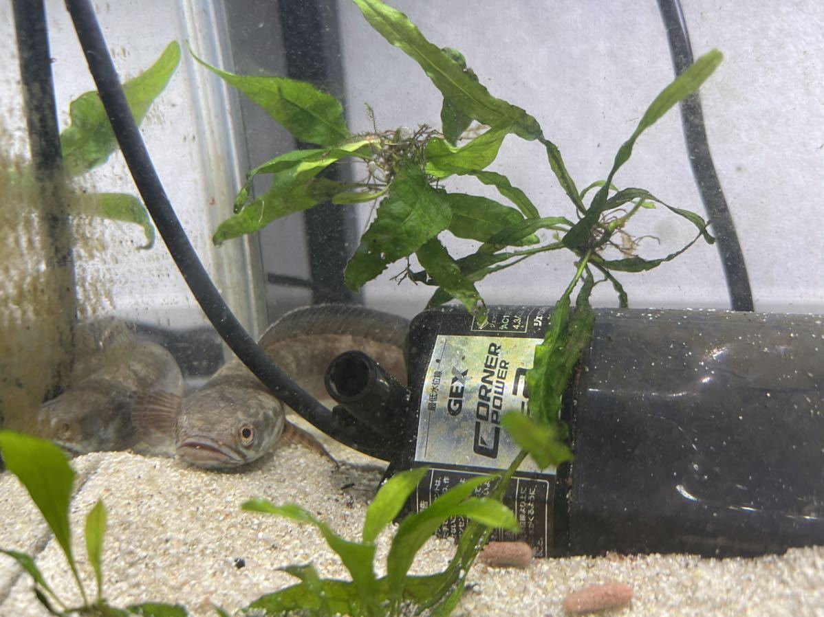スネークヘッド - スネークヘッド | スネークヘッドの飼育法は？どんな種類がいる？魅力は？ ＡＢＹの熱帯魚図鑑 約12～20cm